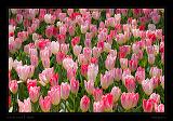 Keukenhof Hollandia 031